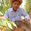 Keo Thorn - Kampot farmer