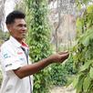 Chan Lorn - kampot farmer