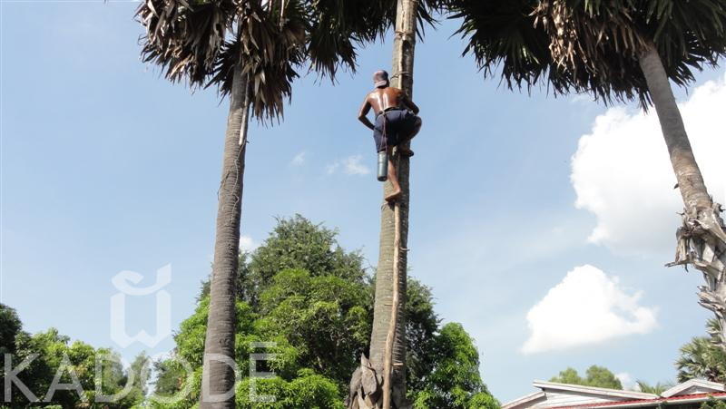 Sucre de coco affiné fleurs de palmier 100% Naturel Origine